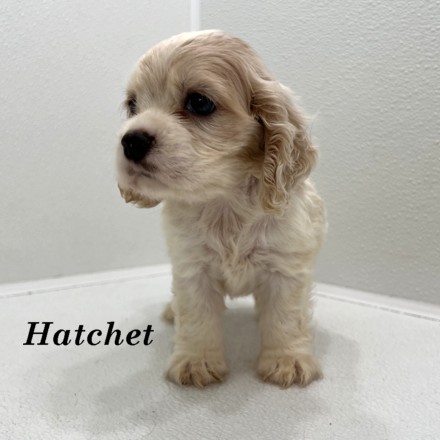 puppy, for, sale, Cockalier, Joe & Cherri  Overlease, dog, breeder, Miller, MO, dog-breeder, puppy-for-sale, forsale, nearby, find, puppyfind, locator, puppylocator, aca